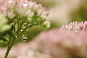 Showy stonecrop (Sedum spectabile) with morning dew, late summer, Germany, Europe