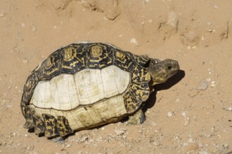 Leopard tortoise (Stigmochelys pardalis) with pigment disorder on its shell. Kalahari, South