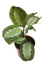 Exotic 'Maranta Leuconeura Silver Band' houseplant in flower pot on white background