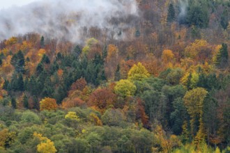 Autumn coloured forest, near Sasbachwalden, Ortenaukreis, Black Forest, Baden-Württemberg, Germany,