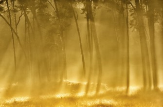 Scots pine forest (Pinus silvestris) in autumnal sunny light, Lower Rhine, North Rhine-Westphalia,