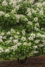 Hydrangea paniculata in summer, Quebec, Canada, North America