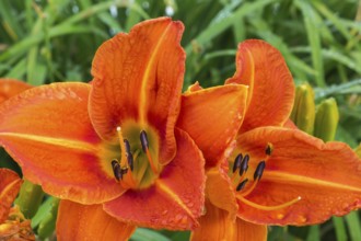 Orange Daylily (Hemerocallis) flowerheads in summer, Quebec, canada