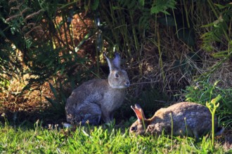 Two european rabbit (Oryctolagus cuniculus), St. Mary's, Isles of Scilly, Cornwall, England, Great