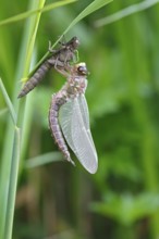 Early reed hunter (Brachytron pratense), imago with exuvium on a reed stalk, after hatching,