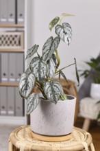 Exotic 'Philodendron Brandtianum' houseplant with silver pattern on leaves in flower pot on table