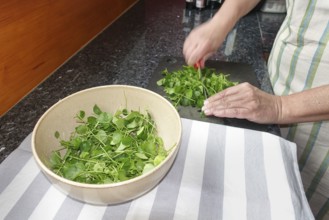 Watercress (Nasturtium officinale), fresh cress for the preparation of a cress soup, cutting board,