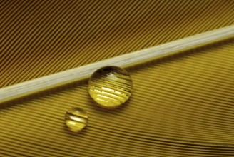 Water drops on bird feathers