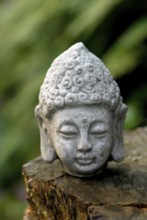 Buddha head