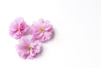 Japanese ornamental cherry, flowers