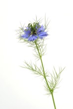 Love-in-a-mist (Nigella damascena) Damask black cumin, Gretel in the bush