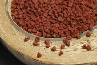 Achiote (Bixa orellana) seeds, orleans bush, rucus bush, anatto, anatto seed (Bixaceae)