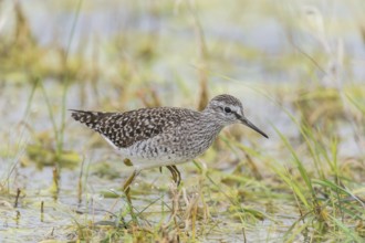 Wood sandpiper (Tringa glareola) runs in shallow water, Upper Austria, Austria, Europe