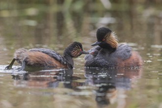 Black-necked Grebe (Podiceps nigricollis) feeding young bird, sitting in plumage, Bavaria, Germany,