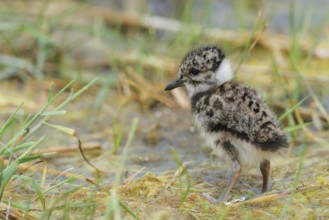 Northern lapwing (Vanellus vanellus), Chick on the shore, Neusiedeler See National Park,