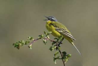 Yellow wagtail (Motacilla flava) sits on a branch and sings, Burgenland, Austria, Europe