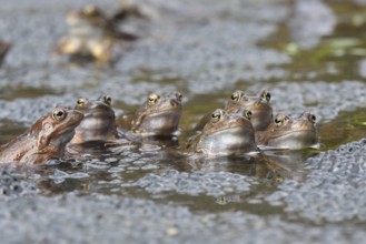 Common frogs (Rana temporaria) between Laich im Wasser, Kalkalpen National Park, Upper Austria,