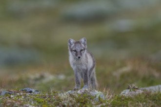 Arctic fox (Alopex lagopus), Varanger, Northern Norway, Norway, Europe