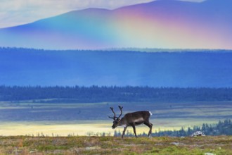 Reindeer (Rangifer tarandus), with rainbow, Lapland, Sweden, Europe