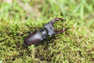 Stag beetle (Lucanus cervus), on moss, Austria, Europe