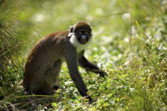 Lesser White-nosed Monkey (Cercopithecus petaurista), male, side