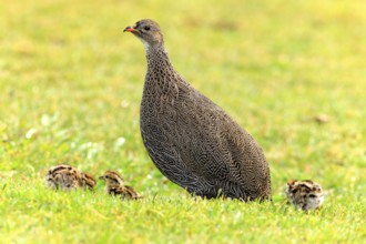 Cape spurfowl (Francolinus capensis), female with chicks