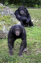 Chimpanzees (Pan troglodytes), female and semi-adult