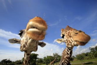 Reticulated (Giraffa camelopardalis reticulata) Giraffes