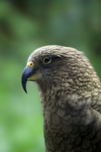 Kea (Nestor notabilis) Parrot, side, profile