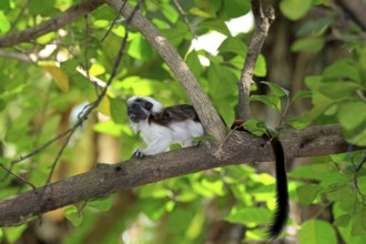 Cotton Head Tamarin (Oedipomidas cotton-top tamarin (Saguinus oedipus)