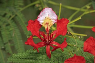 Royal poinciana (Delonix regia), flower, Mkuze Park, South Africa (Poinciana regia), Flamboyant