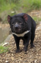 Tasmanian Devil (Sarcophilus harrisii), South Australia