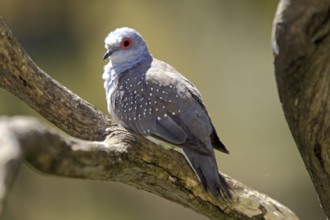 Diamond dove (Geopelia cuneata), Northern Territory, Australia, Oceania