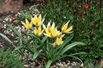 Wild small star tulip (Tulipa tarda tulip (Tulipa tarda)