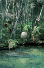 Manatee, Florida, florida manatee (Trichechus manatus latirostris), Manatee, Florida, USA, North