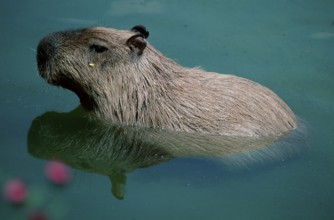 Capybara (Hydrochaeris hydrochaeris), lateral, side