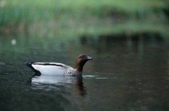 Maned Goose, male, Australia, Maned Goose, male, Australia, Oceania