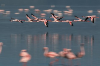 Lesser Flamingos (Phoeniconaias minor) at lake Nakuru, Nakuru national park, Kenya, Africa