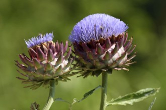 Artichoke (Cynara cardunculus) Baden-Wurttemberg, Germany, Europe