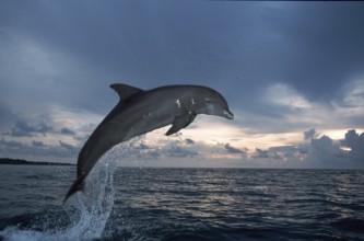 Bottlenose Dolphin (Tursiops truncatus), Honduras, Caribbean, Central America