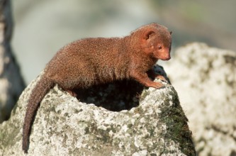 Dwarf mongoose (Helogale parvula), page