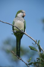 Monk Parakeet (Myiopsitta monachus), Florida, USA, North America