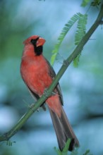 Common Cardinal (Cardinalis cardinalis), male, Sonora desert, Arizona, USA, North America