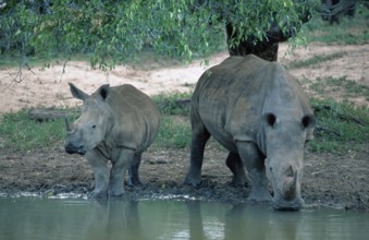 White rhinoceros (Ceratotherium simum) with young, Mkuzi Game Reserve, South Africa, Africa