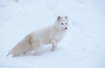 Arctic fox (Vulpes lagopus), page