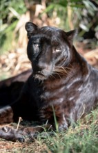 Black Asian indian leopard (Panthera pardus fusca)