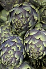 Globe Artichoke (Cynara scolymus)