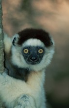 Verreaux's verreaux's sifaka (Propithecus verreauxi), Berenty, Madagascar, Africa