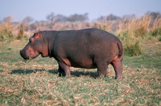 Hippopotamus (Hippopotamus amphibius), Chobe national park, Botswana, side, Africa