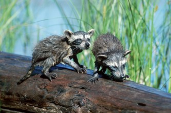 Raccoon (Procyon lotor) Montana, wet, USA, North America